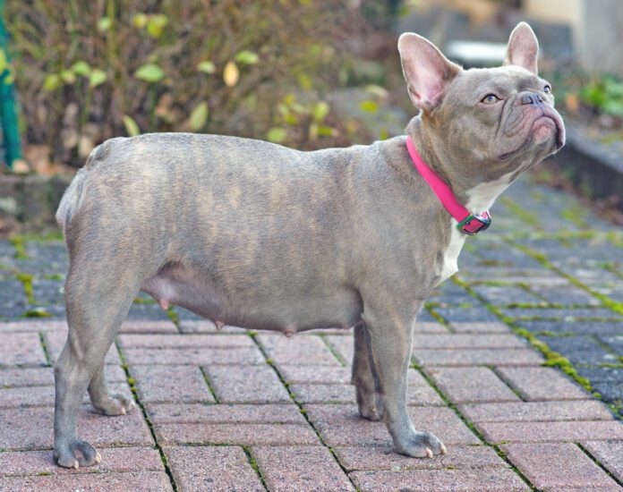 Lilac brindle French Bulldog dog pregnant for 8 weeks with big belly