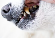 Dogs have problems with oral cavity, limestone, gingivitis, tooth decay. bad teeth dog.