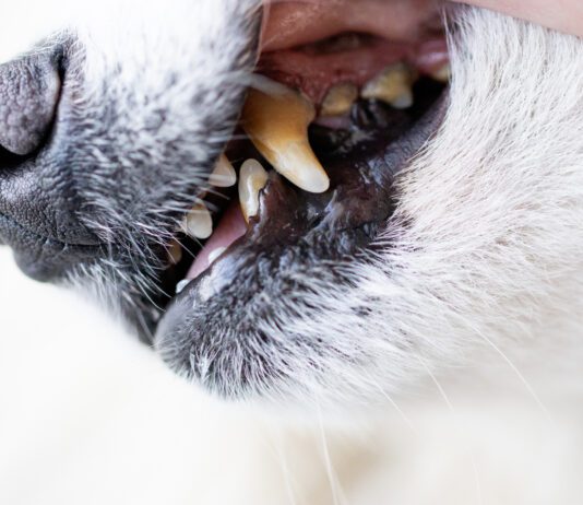 Tooth Extractions in Dogs Tooth extraction in dogs is a complex procedure but often the best option for dealing with advanced dental disease.
