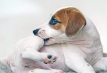 Puppy Jack russell with scratching himself and bite fleas.