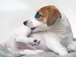 Puppy Jack russell with scratching himself and bite fleas.