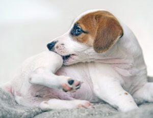 Puppy Jack russell with scratching himself and bite fleas.