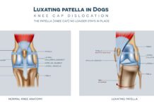 The medial luxating patella in dogs and healthy join