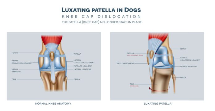 The medial luxating patella in dogs and healthy join