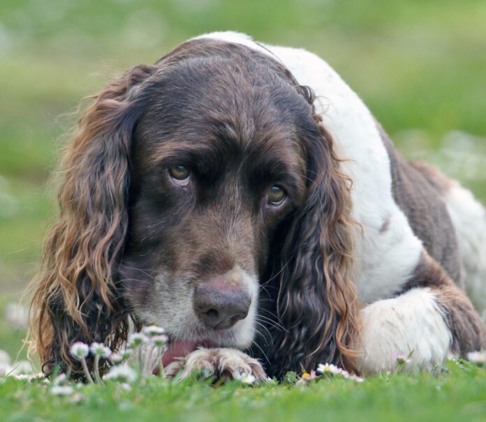 A cute English Springer Spaniel Dog, lying down in a field licking his paw surrounded by daisy flowers.