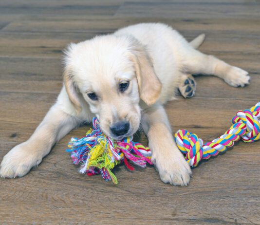 Male golden retriever puppy playing with a rope on modern vinyl panels in the living room of the house.