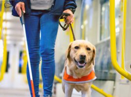 Guide dog leads a blind person through the train compartment