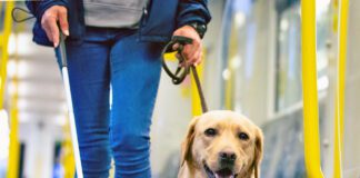 Guide dog leads a blind person through the train compartment