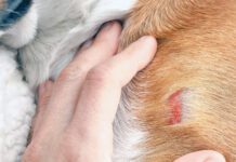 Hand inspecting dog with wound on shoulder hitting an object.