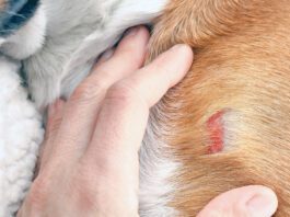 Hand inspecting dog with wound on shoulder hitting an object.