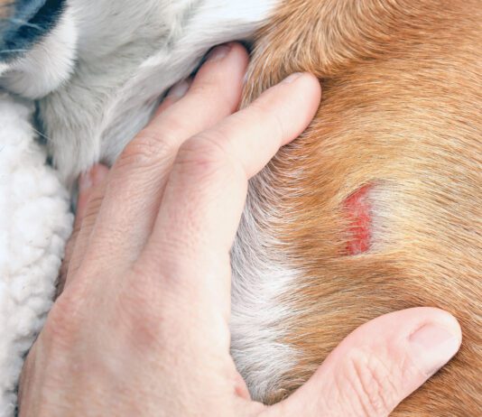 Hand inspecting dog with wound on shoulder hitting an object.