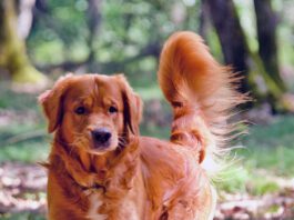 Puppy dog in a forest