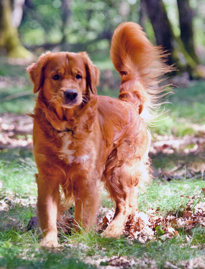 Puppy dog in a forest