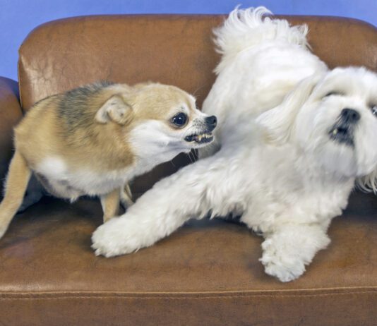 Dog aggression modification is a long term behavior modification best performed by professionals.