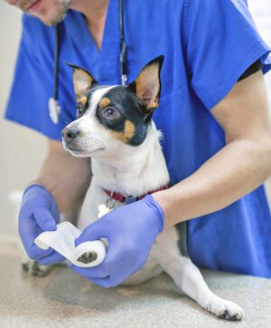 Male veterinarian wrapping a small dogs paw with gauze