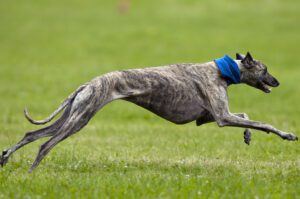 Greyhoud lure coursing