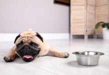 Cute pug dog suffering from heat stroke near bowl of water on floor at home