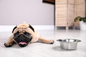 Cute pug dog suffering from heat stroke near bowl of water on floor at home