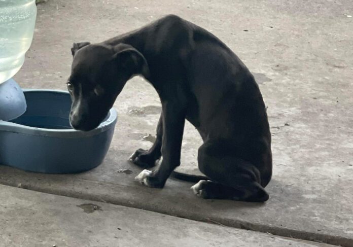 Kate, the first puppy to show symptoms, was already underweight when she first showed symptoms of parvo, so her weight loss looks rather shocking. Fortunately, she’s on the road to recovery. Photo by Lisa Pound, Durham Doggie Posse + Kittens!