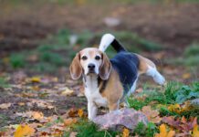 Beagle dog in fall park, peeing