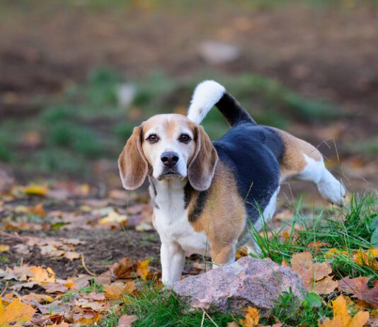 Beagle dog in fall park, peeing
