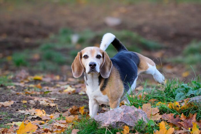 Beagle dog in fall park, peeing