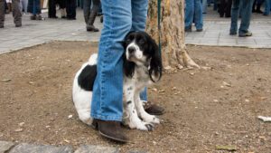 Nervous dog sitting by owner's leg