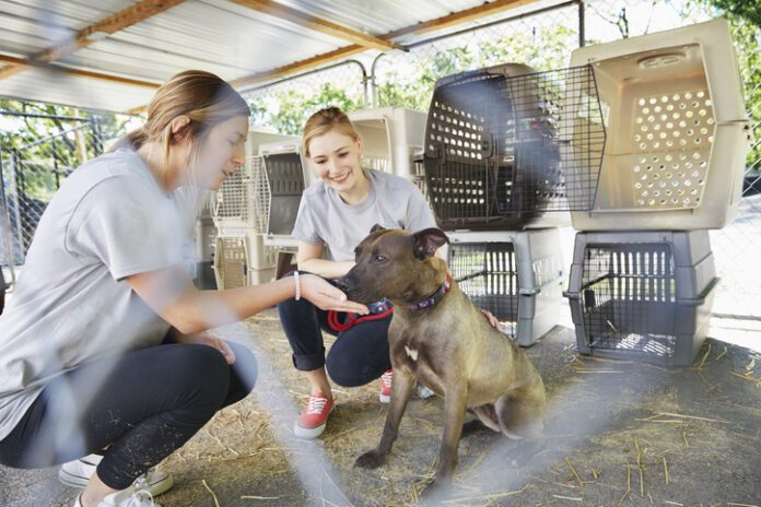 Shelters and rescues – and obviously, their canine wards – benefit from enriching activities and handling provided by volunteers. But some shelters are concerned about increasing their liability exposure from having volunteers in their facilities. Photo by Camille Tokerud, Getty Images