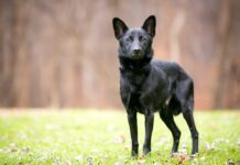 A thin black Shepherd/Retriever mixed breed dog standing outdoors