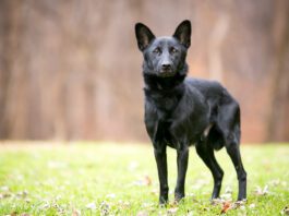 A thin black Shepherd/Retriever mixed breed dog standing outdoors