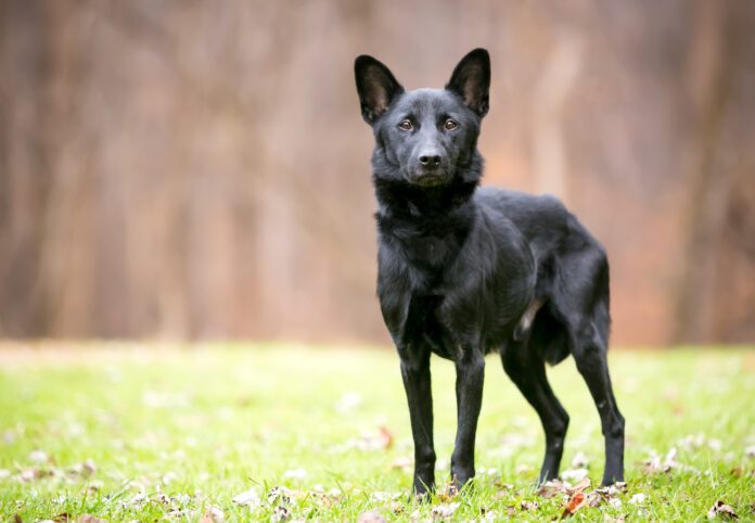 A thin black Shepherd/Retriever mixed breed dog standing outdoors