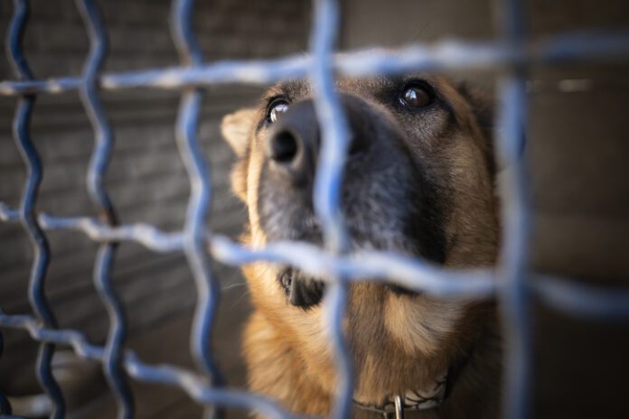 Who goes looking for an aggressive, unfriendly dog to adopt? Few people want to take home a project on purpose. Photo by Anita Kot, Getty Images