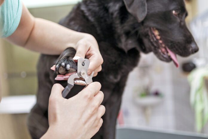 Dog groomer cutting nails on black Labrador retriever dog