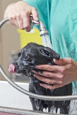 Small dog getting bath