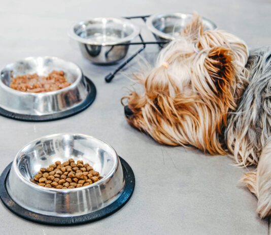 Yorkshire Terrier dog is sick and refuses to eat. No appetite, sadness, depression.