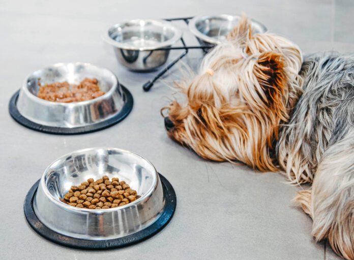 Yorkshire Terrier dog is sick and refuses to eat. No appetite, sadness, depression.