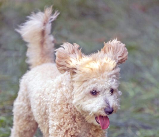 Cute puppy playing, running, fluffy ears and tail