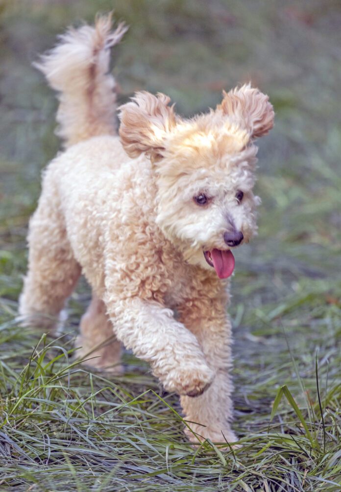 Cute puppy playing, running, fluffy ears and tail