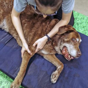 Female physiotherapist massaging old Labrador Retriever's limb on foam