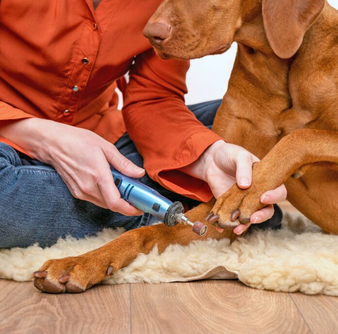 Dog nails grinding. Woman using a dremel to shorten dogs nails. Pet owner dremeling nails on vizsla dog.