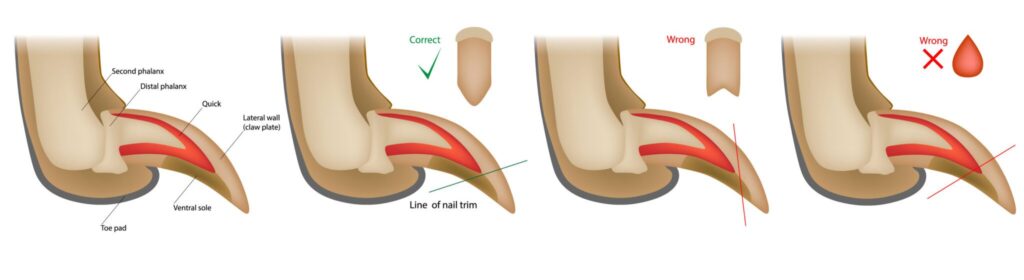 The key thing to avoid when trimming dog nails is cutting into the sensitive quick of the nail.