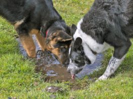 Two dogs drinking from a muddy puddle
