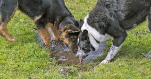 Two dogs drinking from a muddy puddle