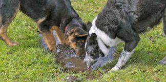 Two dogs drinking from a muddy puddle