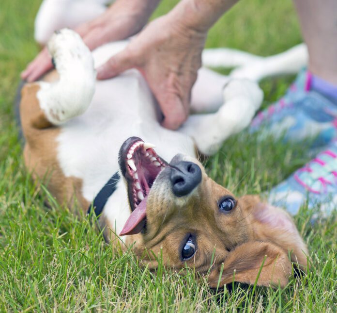 A red rash on a dog's belly or inner thighs is usually due to allergies but may indicate a serious problem like mange.