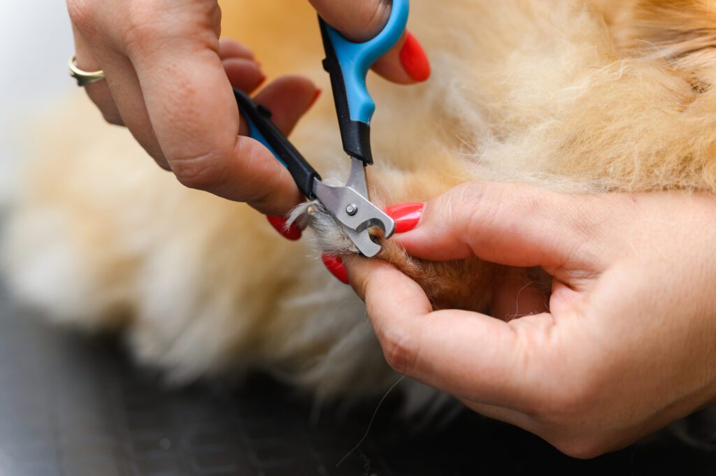 Scissor type dog nail trimmers offer