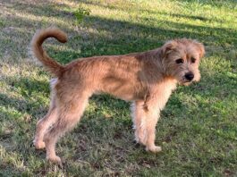 Perhaps the most interesting thing about Boone’s DNA test results is the fact that he doesn’t look anything like any of the breeds detected by any of the companies. Most people think he’s some sort of Doodle!