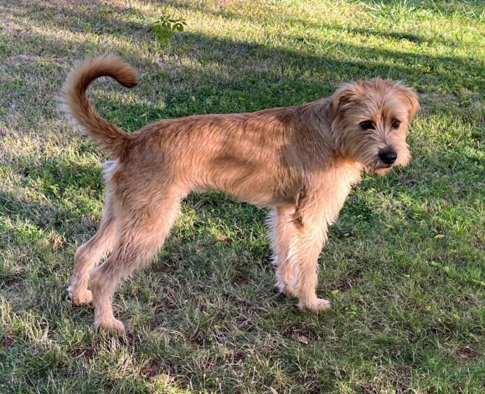 Perhaps the most interesting thing about Boone’s DNA test results is the fact that he doesn’t look anything like any of the breeds detected by any of the companies. Most people think he’s some sort of Doodle!