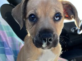 A runny nose is one of the symptoms of canine influenza.