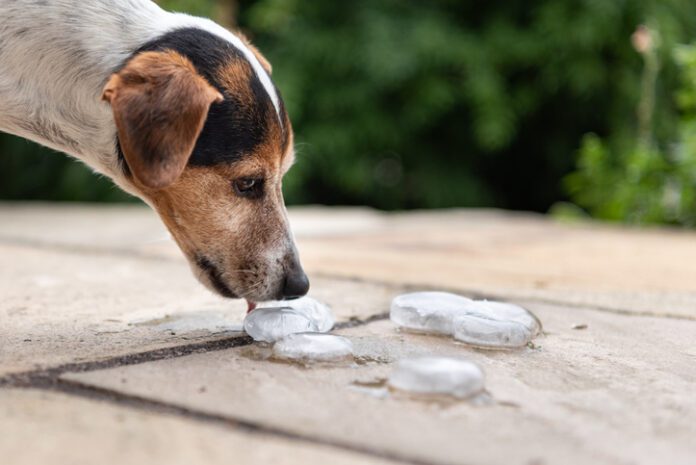 Smooth Jack Russell Terrier 11 years old.